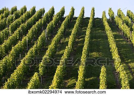 "Grape vines, vineyard, Pragsattel, Stuttgart, Baden-Wuerttemberg, Germany, Europe" View Large Photo Image Picture - "Grape vines, vineyard, Pragsattel, Stuttgart, Baden-Wuerttemberg, Germany, Europe". Fotosearch
