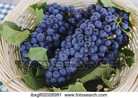 "Grapes from the vine, wine region, Southern Styria, Styria, Austria, Europe" View Large Photo Image Stock Image - "Grapes from the vine, wine region, Southern Styria, Styria, Austria, Europe". Fotosearch