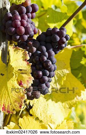 "Grapes, vineyard on Ahrsteig mountain in autumn, Ehlinger Ley, Ahr valley near Ehlingen, Heimersheim, Bad Neuenahr, Rhineland-Palatinate, Germany, Europe" View Large Photo Image Stock Photograph - "Grapes, vineyard on Ahrsteig mountain in autumn, Ehlinger Ley, Ahr valley near Ehlingen, Heimersheim, Bad Neuenahr, Rhineland-Palatinate, Germany, Europe". Fotosearch