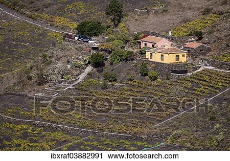 "Grapevines growing on black lava soil, remains from the 1677 eruption of the San Antonio volcano, Los Canarios, Fuencaliente, La Palma, Canary Islands, Spain, Europe" View Large Photo Image Stock Image - "Grapevines growing on black lava soil, remains from the 1677 eruption of the San Antonio volcano, Los Canarios, Fuencaliente, La Palma, Canary Islands, Spain, Europe". Fotosearch