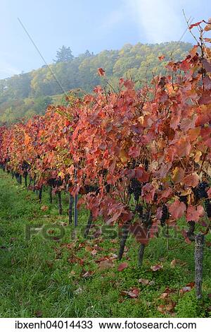 "Grapevines (Vitis vinifera), Neustadt an der Weinstrasse, Rhineland-Palatinate, Germany, Europe" View Large Photo Image Stock Image - "Grapevines (Vitis vinifera), Neustadt an der Weinstrasse, Rhineland-Palatinate, Germany, Europe". Fotosearch