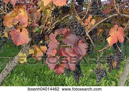"Grapevines (Vitis vinifera), Neustadt an der Weinstrasse, Rhineland-Palatinate, Germany, Europe" View Large Photo Image Stock Image - "Grapevines (Vitis vinifera), Neustadt an der Weinstrasse, Rhineland-Palatinate, Germany, Europe". Fotosearch