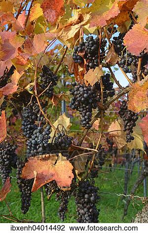 "Grapevines (Vitis vinifera), Neustadt an der Weinstrasse, Rhineland-Palatinate, Germany, Europe" View Large Photo Image Stock Image - "Grapevines (Vitis vinifera), Neustadt an der Weinstrasse, Rhineland-Palatinate, Germany, Europe". Fotosearch