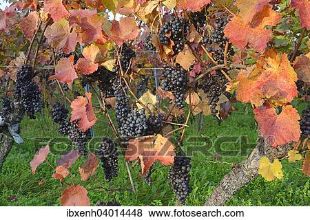 "Grapevines (Vitis vinifera), Neustadt an der Weinstrasse, Rhineland-Palatinate, Germany, Europe" View Large Photo Image Stock Photo - "Grapevines (Vitis vinifera), Neustadt an der Weinstrasse, Rhineland-Palatinate, Germany, Europe". Fotosearch