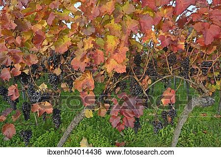 "Grapevines (Vitis vinifera), Neustadt an der Weinstrasse, Rhineland-Palatinate, Germany, Europe" View Large Photo Image Stock Photograph - "Grapevines (Vitis vinifera), Neustadt an der Weinstrasse, Rhineland-Palatinate, Germany, Europe". Fotosearch