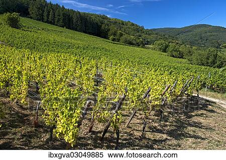 Stock Photography - "Grapevines with autumn leaves on a hillside, Riquewihr, Departement Bas-Rhin, Alsace, France, Europe". Fotosearch
