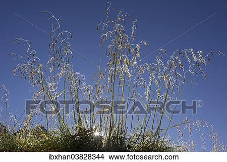"Grass covered with morning dew, backlit, ‪Troms, Norway, Europe" View Large Photo Image Picture - "Grass covered with morning dew, backlit, ‪Troms, Norway, Europe". Fotosearch