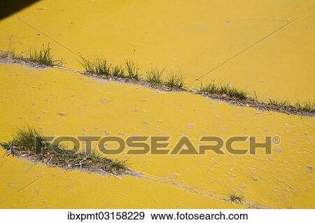 Stock Photo - Grass growing in the expansion joints of a yellow painted sidewalk. Fotosearch