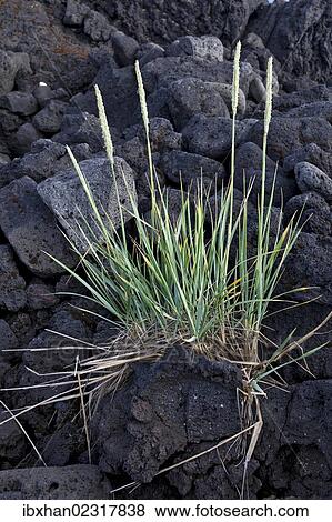 "Grass growing on lava, Buoir or Faskruosfjoerour, Snaefellsnes, Snaefellsness, Iceland, Europe" View Large Photo Image Stock Photo - "Grass growing on lava, Buoir or Faskruosfjoerour, Snaefellsnes, Snaefellsness, Iceland, Europe". Fotosearch