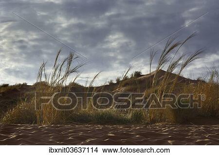 "Grass growing on the Elim Dune, Namib, Hardap Region, Namibia, Africa" View Large Photo Image Picture - "Grass growing on the Elim Dune, Namib, Hardap Region, Namibia, Africa". Fotosearch