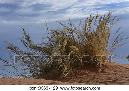 "Grass growing on the Elim Dune, Namib, Hardap Region, Namibia, Africa" View Large Photo Image Stock Photo - "Grass growing on the Elim Dune, Namib, Hardap Region, Namibia, Africa". Fotosearch