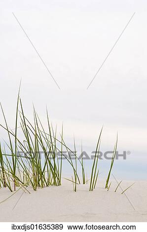"Grass in the dunes, Amrum island, Schleswig-Holstein, Germany, Europe" View Large Photo Image Stock Photo - "Grass in the dunes, Amrum island, Schleswig-Holstein, Germany, Europe". Fotosearch