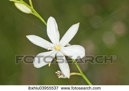 "Grass Lily (Anthericum ramosum), Baden-Wurttemberg, Germany, Europe" View Large Photo Image Stock Photo - "Grass Lily (Anthericum ramosum), Baden-Wurttemberg, Germany, Europe". Fotosearch