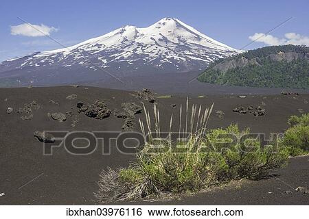 "Grass on lava ash and Llaima volcano, Conguillio National Park, Melipeuco, Araucania Region, Chile, South America" View Large Photo Image Stock Photograph - "Grass on lava ash and Llaima volcano, Conguillio National Park, Melipeuco, Araucania Region, Chile, South America". Fotosearch