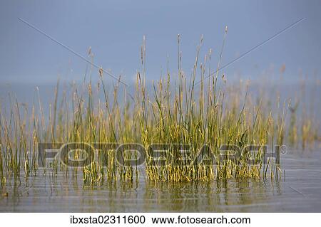 "Grass on the banks of Lake Constance during a stormy atmosphere, Hoernle, Konstanz, Baden-Wuerttemberg, Germany, Europe" View Large Photo Image Stock Image - "Grass on the banks of Lake Constance during a stormy atmosphere, Hoernle, Konstanz, Baden-Wuerttemberg, Germany, Europe". Fotosearch