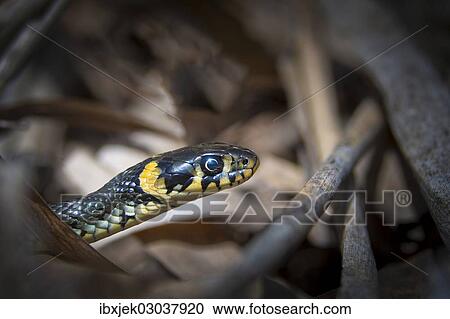 "Grass Snake (Natrix natrix), Euloer Teiche, Forst/Lausitz, Brandenburg, Germany, Europe" View Large Photo Image Stock Image - "Grass Snake (Natrix natrix), Euloer Teiche, Forst/Lausitz, Brandenburg, Germany, Europe". Fotosearch