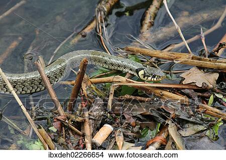 "Grass snake (Natrix natrix) in the water, Lake Balaton, Hungary, Europe" View Large Photo Image Picture - "Grass snake (Natrix natrix) in the water, Lake Balaton, Hungary, Europe". Fotosearch
