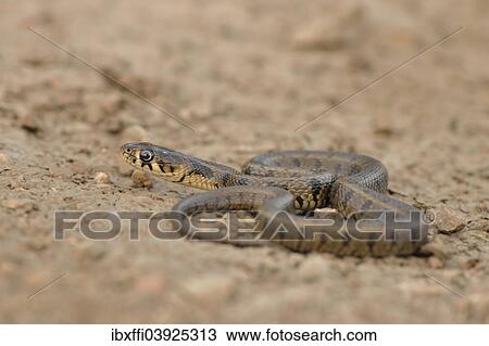 "Grass Snake (Natrix natrix persa), subadult, Lycia, Turkey, Asia" View Large Photo Image Stock Image - "Grass Snake (Natrix natrix persa), subadult, Lycia, Turkey, Asia". Fotosearch