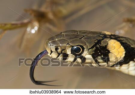 Picture - "Grass Snake (Natrix natrix), Baden-Wurttemberg, Germany, Europe". Fotosearch