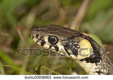 Stock Image - "Grass Snake (Natrix natrix), Baden-Wurttemberg, Germany, Europe". Fotosearch
