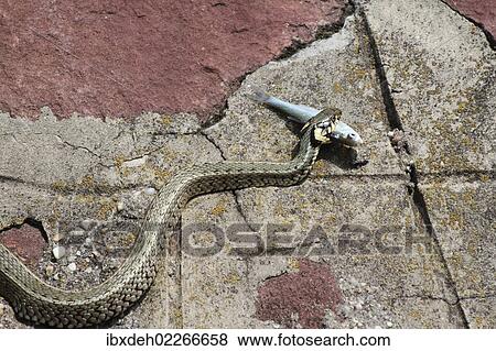 "Grass snake (Natrix natrix) with a captured Belica or Moderlieschen (Leucaspius delineatus), Lake Balaton, Hungary, Europe" View Large Photo Image Stock Photo - "Grass snake (Natrix natrix) with a captured Belica or Moderlieschen (Leucaspius delineatus), Lake Balaton, Hungary, Europe". Fotosearch