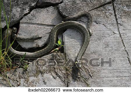 "Grass snakes (Natrix natrix), four males courting a large female, Lake Balaton, Hungary, Europe" View Large Photo Image Stock Image - "Grass snakes (Natrix natrix), four males courting a large female, Lake Balaton, Hungary, Europe". Fotosearch