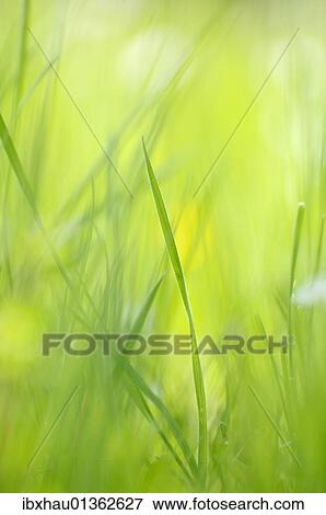 Stock Photo - Grass stalks on a spring meadow. Fotosearch