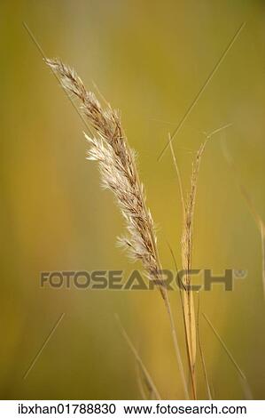 Stock Image - Grass. Fotosearch