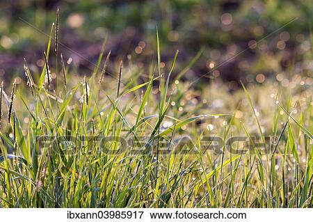 Stock Photo - Grass with morning dew. Fotosearch