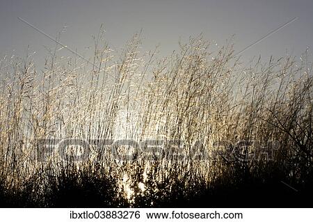 "Grasses backlit, Karoo National Park, Western Cape, South Africa, Africa" View Large Photo Image Stock Photograph - "Grasses backlit, Karoo National Park, Western Cape, South Africa, Africa". Fotosearch