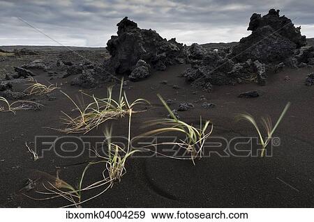 "Grasses blown by the wind, black sand, piled up lava, Reykjanesskagi, Southern Peninsula or Reykjanes, Iceland, Europe" View Large Photo Image Stock Photo - "Grasses blown by the wind, black sand, piled up lava, Reykjanesskagi, Southern Peninsula or Reykjanes, Iceland, Europe". Fotosearch