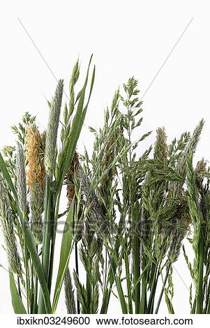 "Grasses, Germany, Europe" View Large Photo Image Stock Image - "Grasses, Germany, Europe". Fotosearch