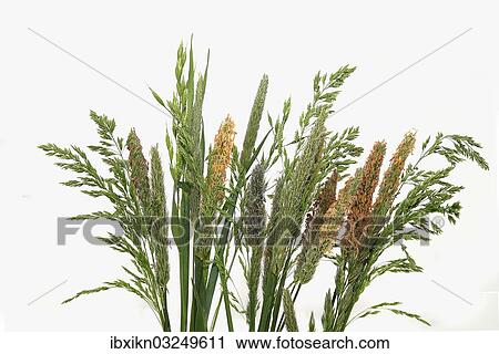 "Grasses, Germany, Europe" View Large Photo Image Stock Image - "Grasses, Germany, Europe". Fotosearch