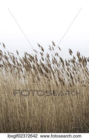 "Grasses, Lake Neusiedl, Burgenland, Austria, Europe" View Large Photo Image Stock Image - "Grasses, Lake Neusiedl, Burgenland, Austria, Europe". Fotosearch