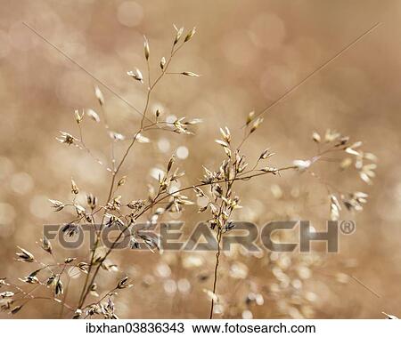 "Grasses, Vindelfjallen, Vasterbotten County, Sweden, Europe" View Large Photo Image Stock Image - "Grasses, Vindelfjallen, Vasterbotten County, Sweden, Europe". Fotosearch