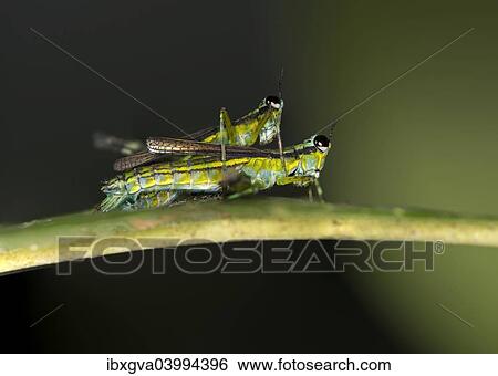 "Grasshopper of the genus Eumastax mating, Tambopata National Reserve, Madre de Dios region, Peru, South America" View Large Photo Image Stock Photograph - "Grasshopper of the genus Eumastax mating, Tambopata National Reserve, Madre de Dios region, Peru, South America". Fotosearch