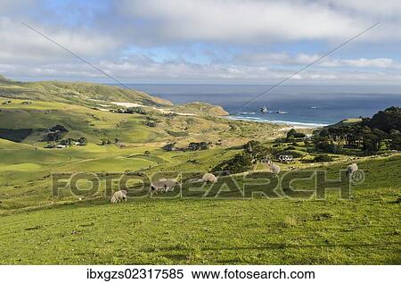 "Grassland and the beach of Sandfly Bay, Otago Peninsula, South Island, New Zealand, Oceania" View Large Photo Image Stock Photography - "Grassland and the beach of Sandfly Bay, Otago Peninsula, South Island, New Zealand, Oceania". Fotosearch