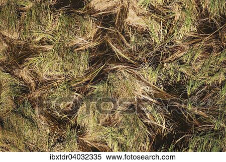 "Grassy marshland with a small Nile Crocodile (Crocodylus niloticus), aerial view, Okavango Delta, Botswana, Africa" View Large Photo Image Stock Photography - "Grassy marshland with a small Nile Crocodile (Crocodylus niloticus), aerial view, Okavango Delta, Botswana, Africa". Fotosearch