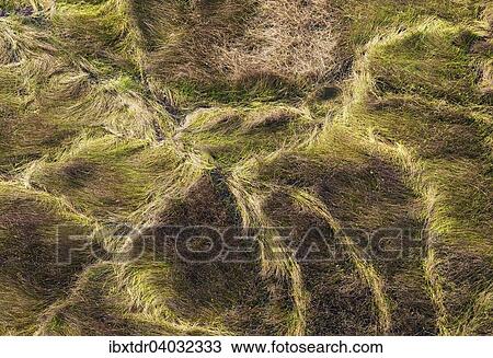 "Grassy marshland with animal trails, aerial view, Okavango Delta, Botswana, Africa" View Large Photo Image Stock Image - "Grassy marshland with animal trails, aerial view, Okavango Delta, Botswana, Africa". Fotosearch