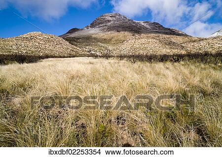 "Grassy plain, Swartberg mountains, Western Cape, South Africa, Africa" View Large Photo Image Picture - "Grassy plain, Swartberg mountains, Western Cape, South Africa, Africa". Fotosearch