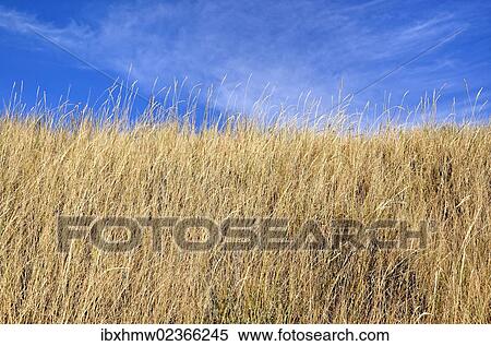 "Grassy slope, Black Canyon of the Gunnison National Park, Gunnison, Colorado, USA" View Large Photo Image Stock Photography - "Grassy slope, Black Canyon of the Gunnison National Park, Gunnison, Colorado, USA". Fotosearch