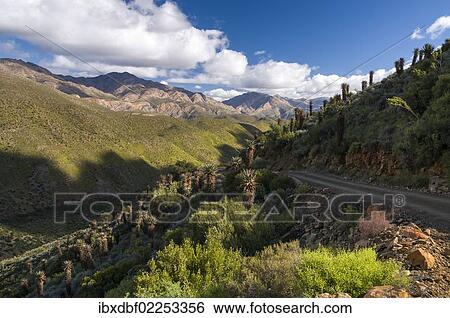 "Gravel track, Cape, Bitter or Red Aloe (Aloe ferox), Swartberg mountains, Western Cape, South Africa, Africa" View Large Photo Image Stock Photograph - "Gravel track, Cape, Bitter or Red Aloe (Aloe ferox), Swartberg mountains, Western Cape, South Africa, Africa". Fotosearch