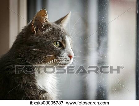 "Gray and white cat looking out of a window, portrait, Germany, Europe" View Large Photo Image Stock Photo - "Gray and white cat looking out of a window, portrait, Germany, Europe". Fotosearch
