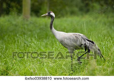 "Gray common crane (Grus grus), adult, Lower Saxony, Germany, Europe" View Large Photo Image Stock Image - "Gray common crane (Grus grus), adult, Lower Saxony, Germany, Europe". Fotosearch