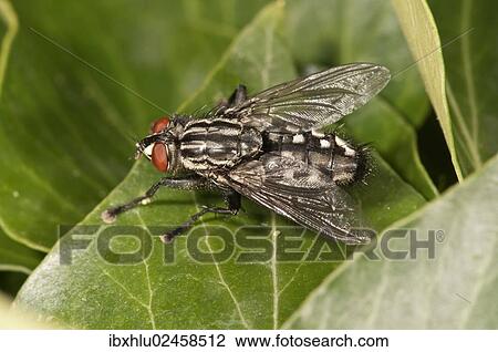 Stock Image - "Gray Flesh Fly (Sarcophaga carnaria) Untergroeningen, Baden-Wuerttemberg, Germany, Europe". Fotosearch