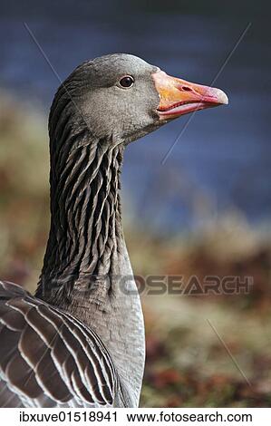 Gray goose grey goose greylag goose (Anser anser) portrait View Large Photo Image Stock Image - Gray goose grey goose greylag goose (Anser anser) portrait. Fotosearch