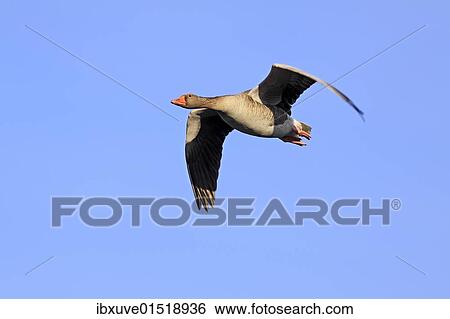 Gray goose grey goose greylag goose (Anser anser) flying View Large Photo Image Stock Photograph - Gray goose grey goose greylag goose (Anser anser) flying. Fotosearch