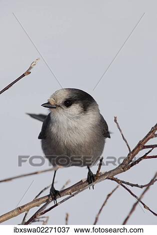 Stock Photo - "Gray Jay, also Grey Jay, Canada Jay, or Whiskey Jack (Perisoreus canadensis), Yukon Territory, Canada, North America". Fotosearch