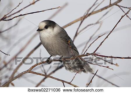 "Gray Jay, also Grey Jay, Canada Jay, or Whiskey Jack (Perisoreus canadensis), Yukon Territory, Canada, North America" View Large Photo Image Stock Photograph - "Gray Jay, also Grey Jay, Canada Jay, or Whiskey Jack (Perisoreus canadensis), Yukon Territory, Canada, North America". Fotosearch