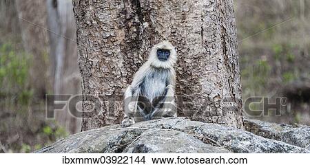 "Gray langur (Semnopithecus sp. ) sitting on stone, Mudumalai Wildlife Sanctuary, Tamil Nadu, India, Asia" View Large Photo Image Picture - "Gray langur (Semnopithecus sp. ) sitting on stone, Mudumalai Wildlife Sanctuary, Tamil Nadu, India, Asia". Fotosearch